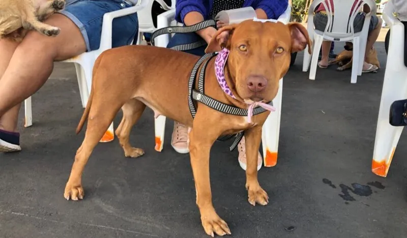 Mais de 110 mil animais já foram castrados nesta ação