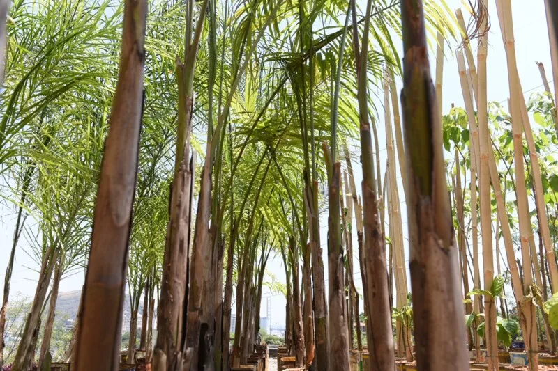 Primavera começou no último dia 22 de setembro