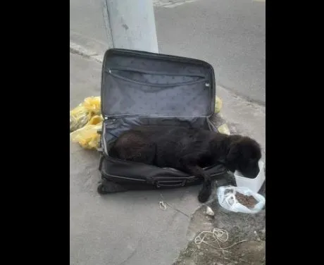 O animal foi encontrado com sinais de maus-tratos dentro de mala, em Niterói.