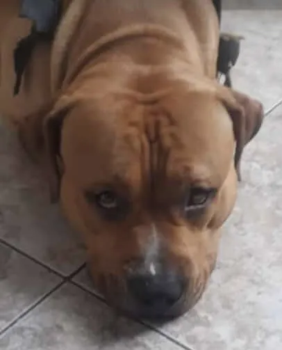 Ragnar foi visto pela última vez próximo ao mercado SJ