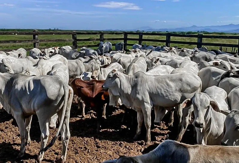 A campanha de vacinação irá até o dia 30 de novembro