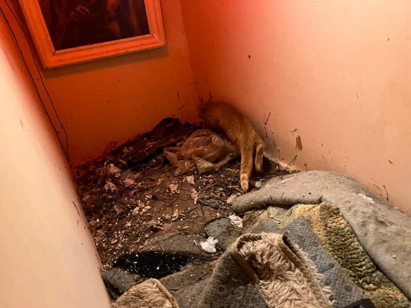 Pelo menos 60 gatos foram encontrados