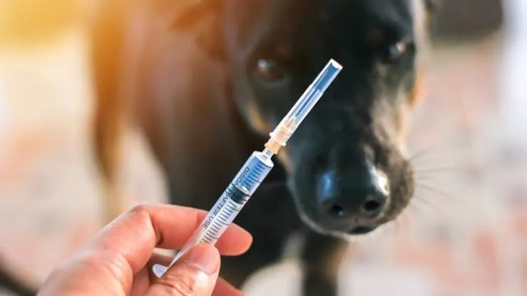 Principal alvo da doença são os cães