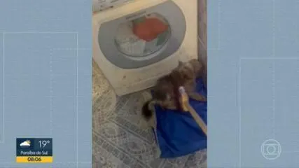 Tutora do animal usou cabo de vassoura para espancar o cão