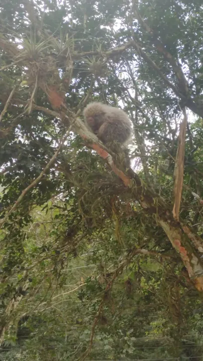 Ao avistar o animal, o morador entrou em contato imediatamente com a Guarda Municipal por meio do telefone 153 para solicitar o resgate