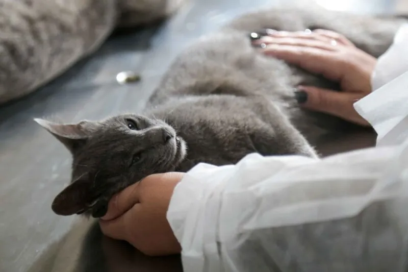 Os protetores de animais poderão cadastrar dois animais por mês