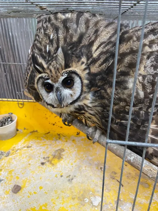 É uma ave de hábitos noturnos e se alimenta principalmente ratos, insetos grandes e outras aves