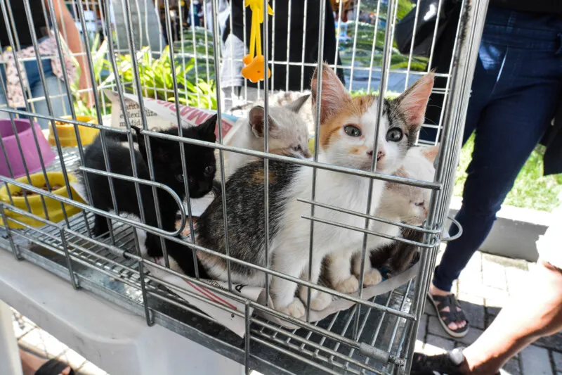 Cerca de 20 animais estarão disponíveis, que foram resgatados nas ruas da cidade