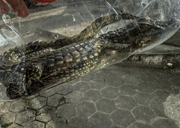 Animais foram resgatados
