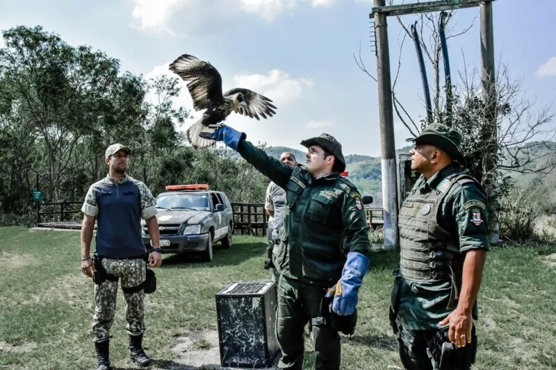 A ave foi resgatada no dia 12 de julho, em um shopping no bairro de Três Pontes, após ser encontrada em um tanque de água por funcionários do empreendimento