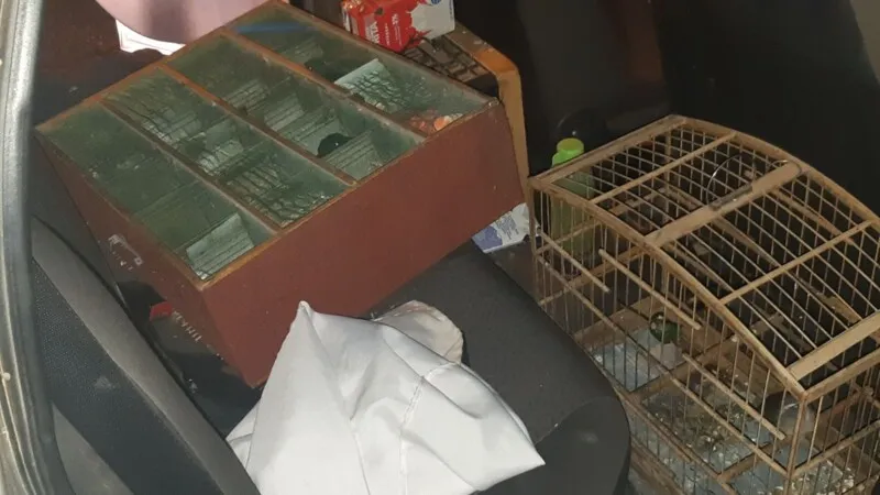 Pássaros estavam em pequenas gaiolas na mala de um carro de passeio