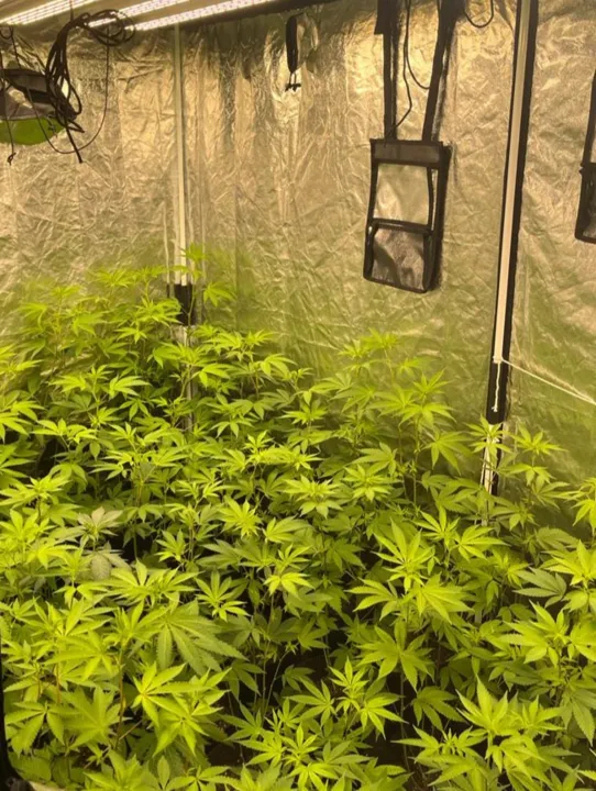 Os agentes encontraram uma plantação de maconha na residência, em Niterói