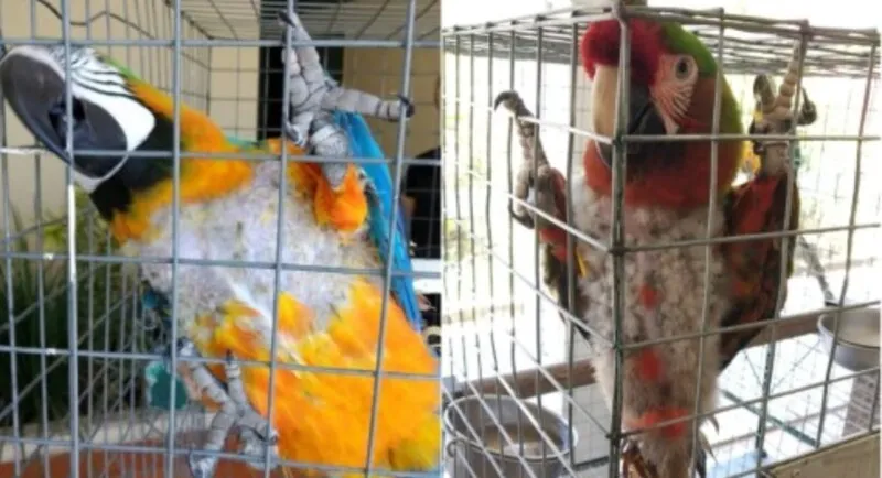 As aves estavam se mutilando por conta de estresse