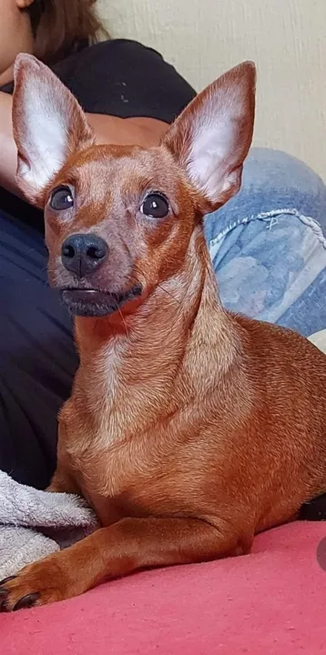 Supostamente vista pela última vez indo para o Engenho do Roçado, cachorrinha precisa tomar medicamentos