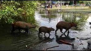 Família de capivaras flagrada passeando pelo Parque dos Patins