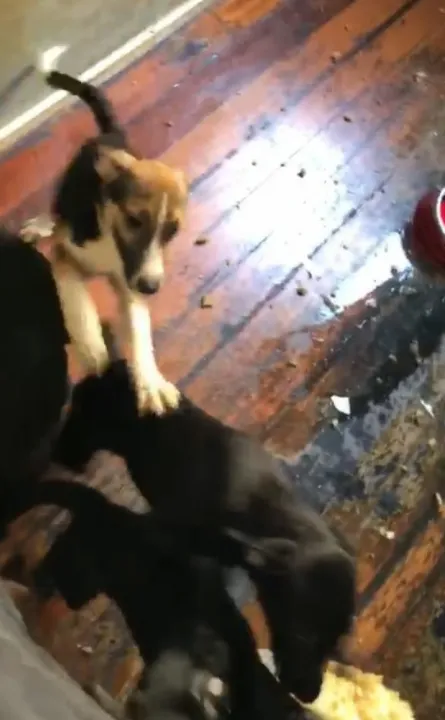 No imóvel dele, foram encontrados dez cães em condições de vulnerabilidade
