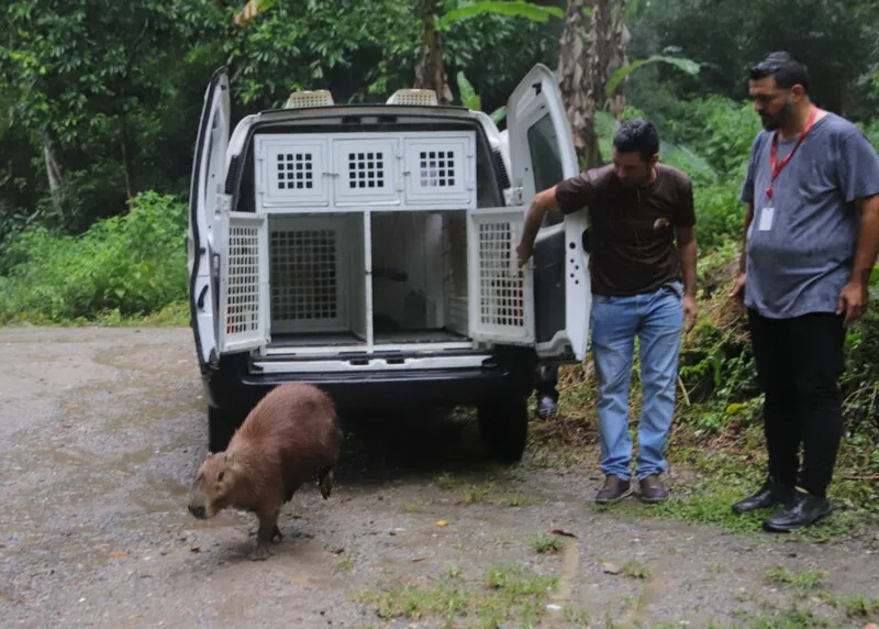 Prefeitura de Maricá faz soltura de capivara em área de preservação ambiental no Espraiado