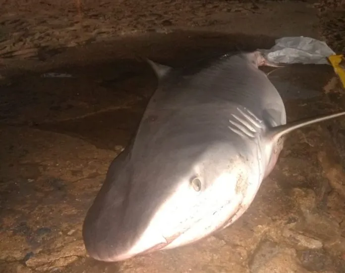 O tubarão-tigre foi pescado na Ilha do Governador