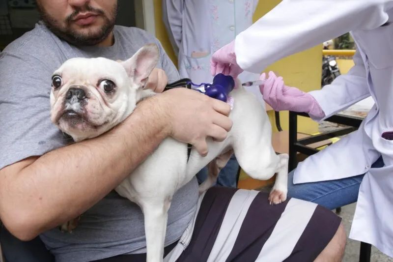 Desde o início da campanha foram vacinados um total de 18.330 animais.