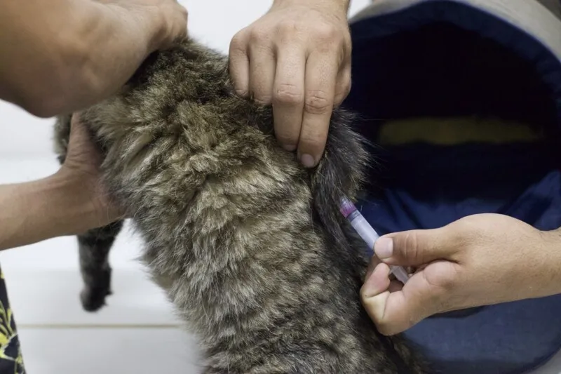 Os cães e gatos terão suporte qualificado durante a imunização