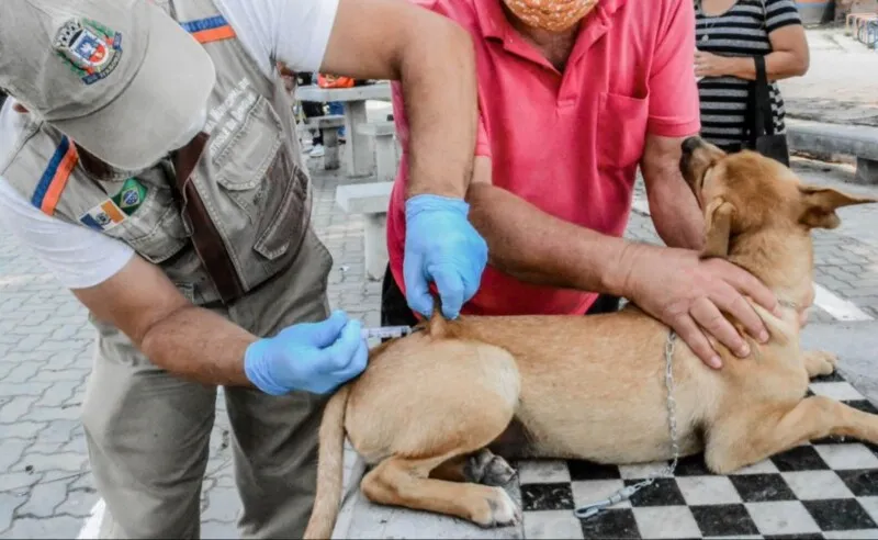 Quem tiver cão ou gato, a partir de quatro meses de idade, deverá levar o animal para ser vacinado