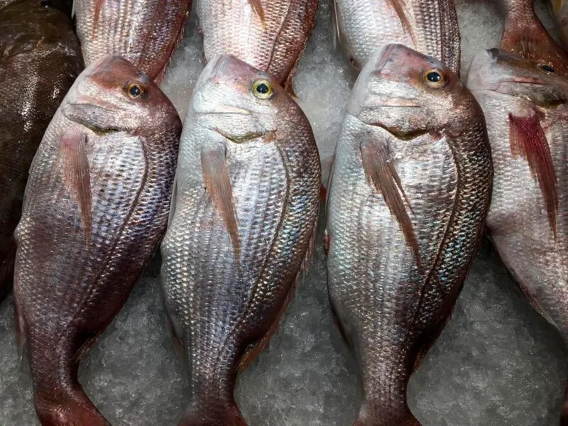 A Fundação Instituto de Pesca do Estado do Rio de Janeiro é um órgão vinculado à Secretaria de Estado de Agricultura, Pecuária, Pesca e Abastecimento