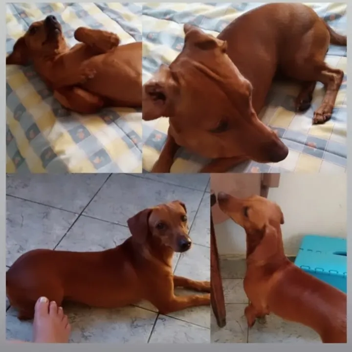 Cachorrinha tem apenas 1 ano e 5 meses