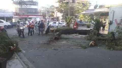 Trânsito ficou confuso após queda de árvore