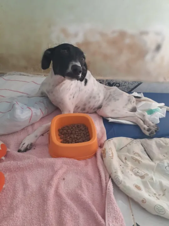 Ajude a salvar a vida de Vitória