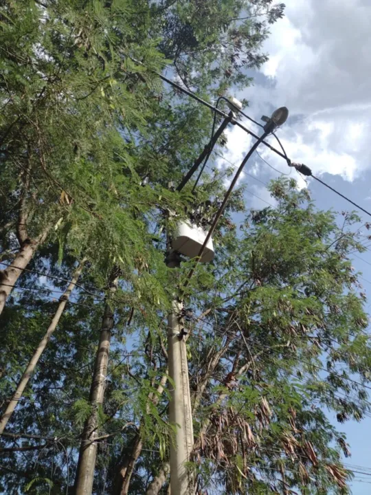 Transformador está em meio aos galhos das árvores
