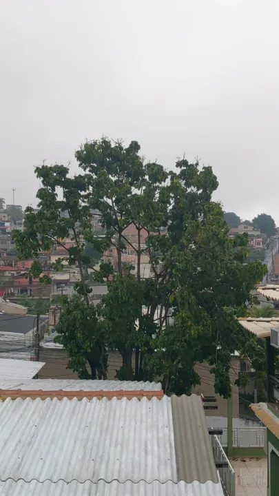 A árvore está cada vez mais alta