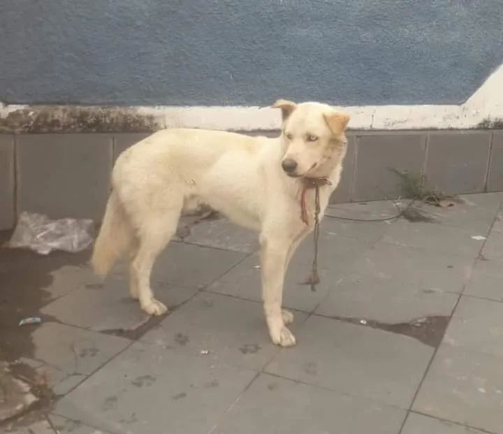 Zeus foi visto pela última vez em Venda da Cruz