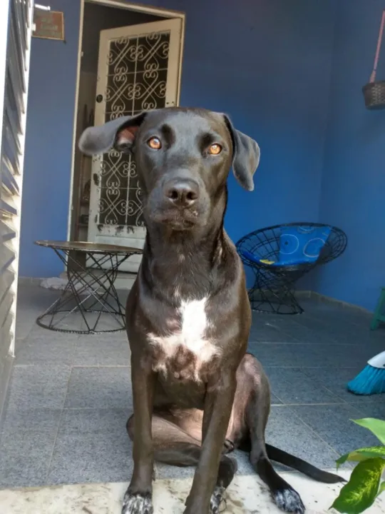 Bella é dócil e tem medo de fogos e barulhos altos