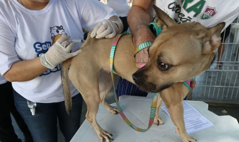 Começa hoje a primeira etapa da campanha de vacinação antirrábica para cães e gatos