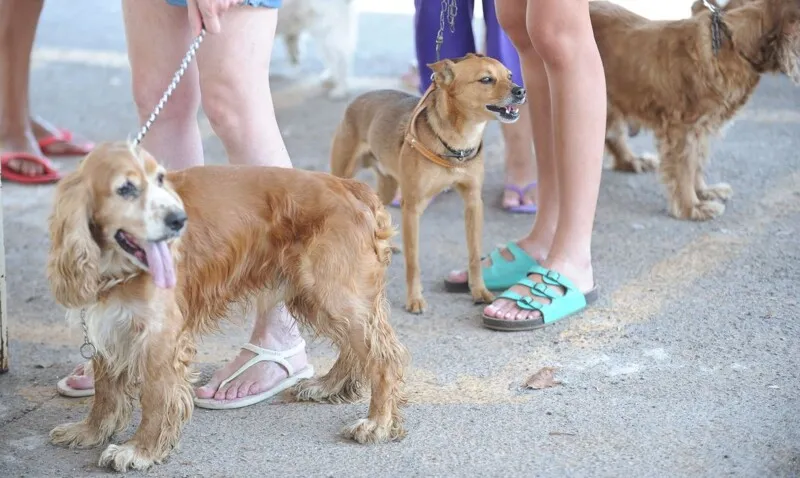 Pets são a estrela da feira realizada no dia 10 de setembro, no Zé Garoto.
