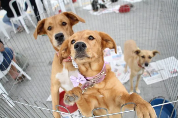 Feira de adoção de animais em Maricá