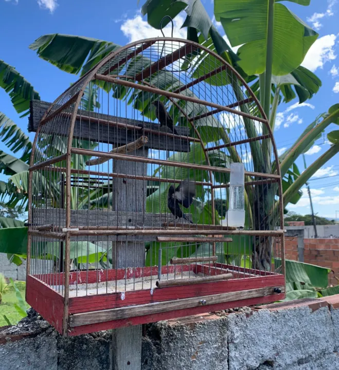 Todas as aves serão devolvidas ao habitat natural