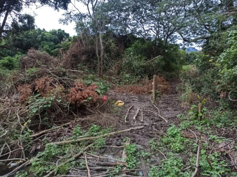 responsável pelo terreno, quando questionado acerca das licenças necessárias para o corte das mesmas, informou não possuir nenhuma documentação