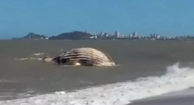 Baleia é encontrada morta em Macaé