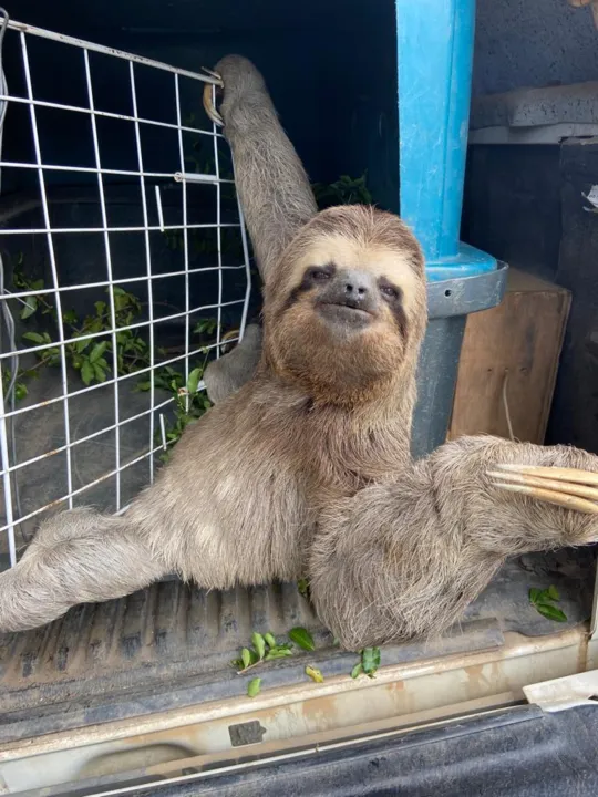 Após o resgate do animal silvestre, sem ferimentos, ele foi levado para a sede da Secretaria de Cidade Sustentável