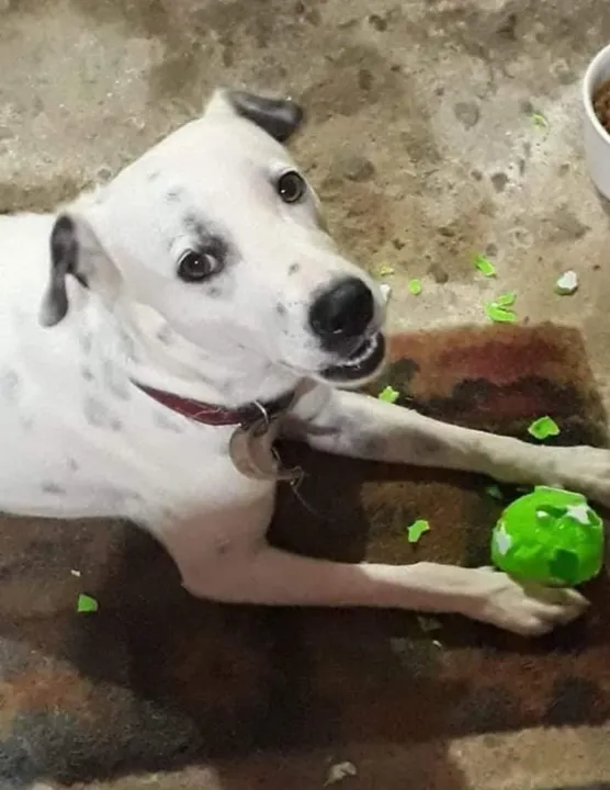 Dona do animal viajou, pagou para uma pessoa ficar com o cachorro, mas ele fugiu