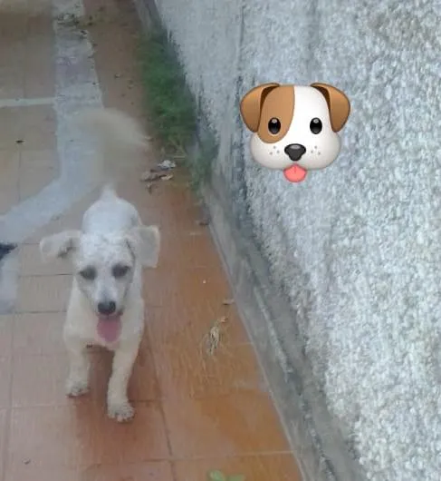 O cachorro está um pouco mais fofinho no quesito pelo do que nesta foto