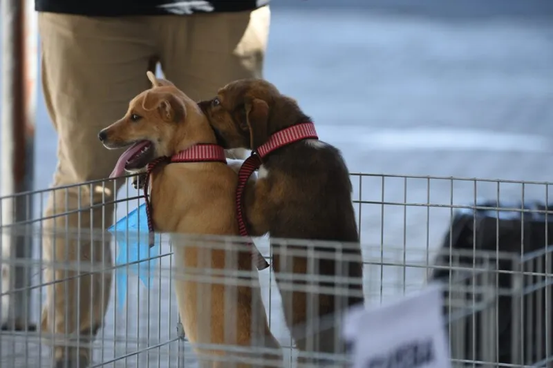 Imagem ilustrativa da imagem Proteção Animal abre 115 vagas para castração de cães e gatos na cidade