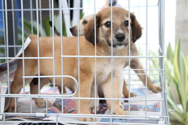 O  objetivo de conseguir um lar para cerca de 30 cães e gatos