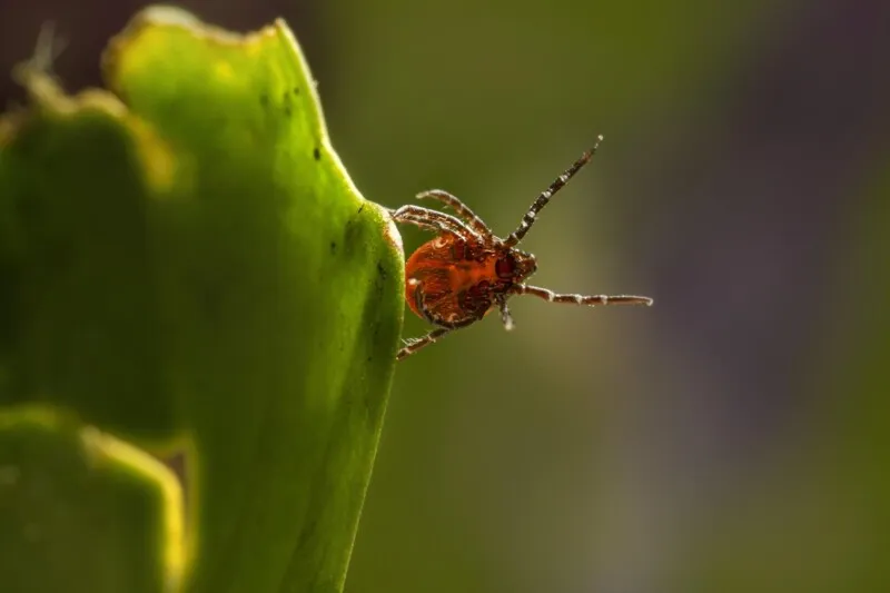 Doença é transmitida por carrapatos-estrela infectados