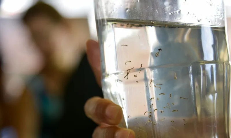 Casos de dengue aumentaram 300% no estado do Rio.