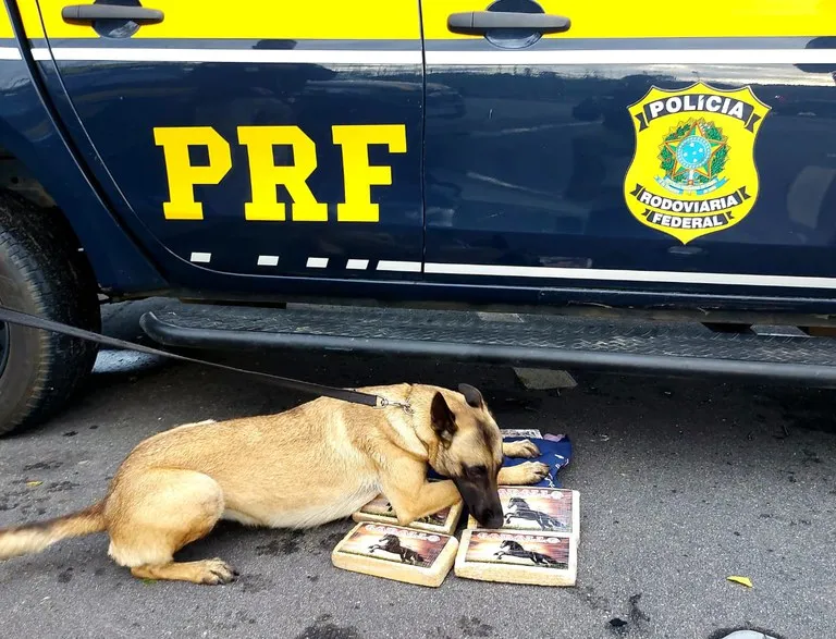 Material ilícito foi encontrado por cães farejadores da Polícia