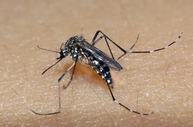Casos de dengue aumentam no Rio
