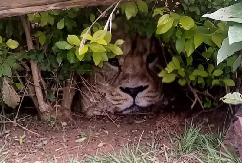 O 'leão' vivia embaixo de uma cerca no jardim