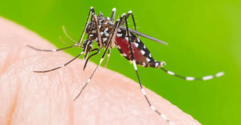 Aedes Aegypti